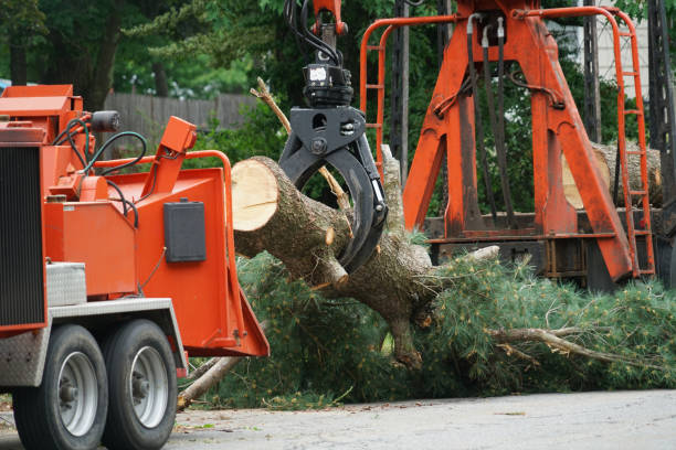 Best Seasonal Cleanup (Spring/Fall)  in Suisun City, CA